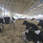 ענף החלב המושבי