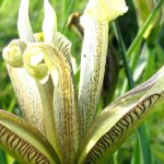 ארמון האמיר