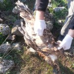 ארבעה פגרי נשרים, שלושה תנים מתים, ושני חזירי בר נמצאו השבוע