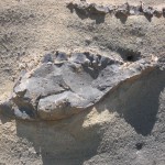 איך מזהים בית קברות עתיק בגולן?