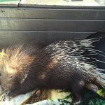 פקחי רשות הכינרת חילצו דורבן מצוי שנפגע ממזג האוויר בחוף ברניקי