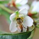 לכבוד ט"ו בשבט, קריאה לנטיעת עצים ושיחים צופניים