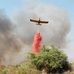 שריפה בגולן? הצמחים מתאוששים מהר