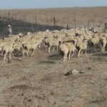 השירפה ענק באיזור הג׳וחדר: הכוונה טובה, הביצוע – אסון