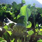 בשורה חקלאית נוספת מגיעה בסיום חודשי הקיץ, מענף החקלאות במרום גולן