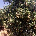 מחקר חדש הוביל לגידול משמעותי ביבול המנגו