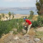 שינוי האקלים ופלישת הצמחים
