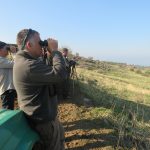 ספירת הצבאים השנתית בדרום הגולן