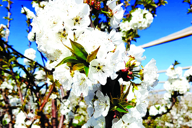 פריחת הדובדבן