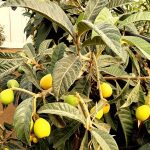 "שסק ונקטרינה איכותיים, טעימים, מוקדמים ויפים"