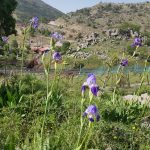 בשבועות: פריחות וסיורים באתר החרמון