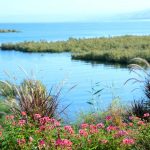 בין עין גב להאון