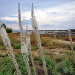 הסתיו כבר כאן