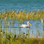 מגשר אריק לכפר נחום