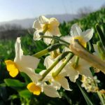 אל פריחת הנרקיסים