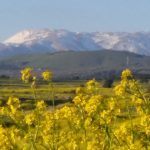 פריחת סוף החורף