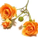 בלי עין הרע