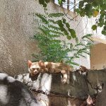 חתול הכפר – חתול העיר