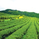 "צמיחה חדשה"