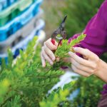 כבר זמן ההדס