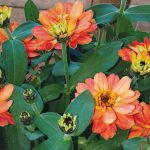 אנחנו פה איתכם – עציץ הסולידריות