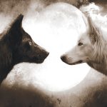 איזה זאב אתם מאכילים?