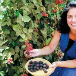 קטיף עצמי של פירות יער