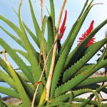 הלל לאלוורה