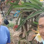 שיגעון הדרקון