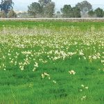 אל פריחת הנרקיסים