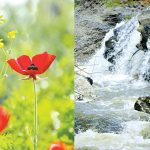 הרהורי קורונה