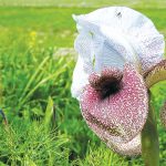 הם גדולים, הם מרשימים, והם פורחים עכשיו בגולן!