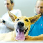 חשש להתפשטות כלבת בגולן