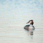 הטבלן הגולני