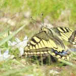 האביב המאוחר – פינה בטבע – סיפורים מהחי והצומח של הגולן