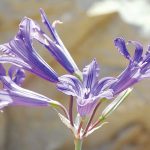 צמחים מספרים סיפור?