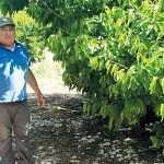 פחיתה ביבול פירות הקיץ