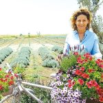 חלומות בסגול