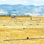 החרוב כגידול חקלאי