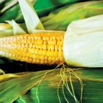 קוטפים תירס מתוק