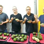 אבוקדו כל השנה – תוצרת הארץ