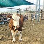 פר הרבעה ב-25 אלף ש"ח