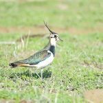 נעים להכיר – קיווית מצויצת!