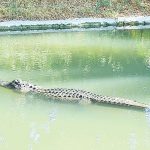 חוות התנינים בחמת גדר 