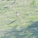 ספירת הצבאים השנתית בדרום הגולן 2022