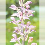 סחלב ושמו שנק