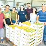 המנגו בשיאו