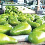 מנכ"ל "אבוקדו גל": לא ניתן להמשיך בקטיף הפירות בגבול הצפון