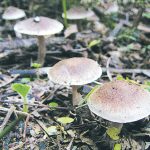 פטריות אחרי הגשם