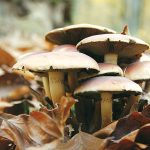 פטריות אחרי הגשם – ב'